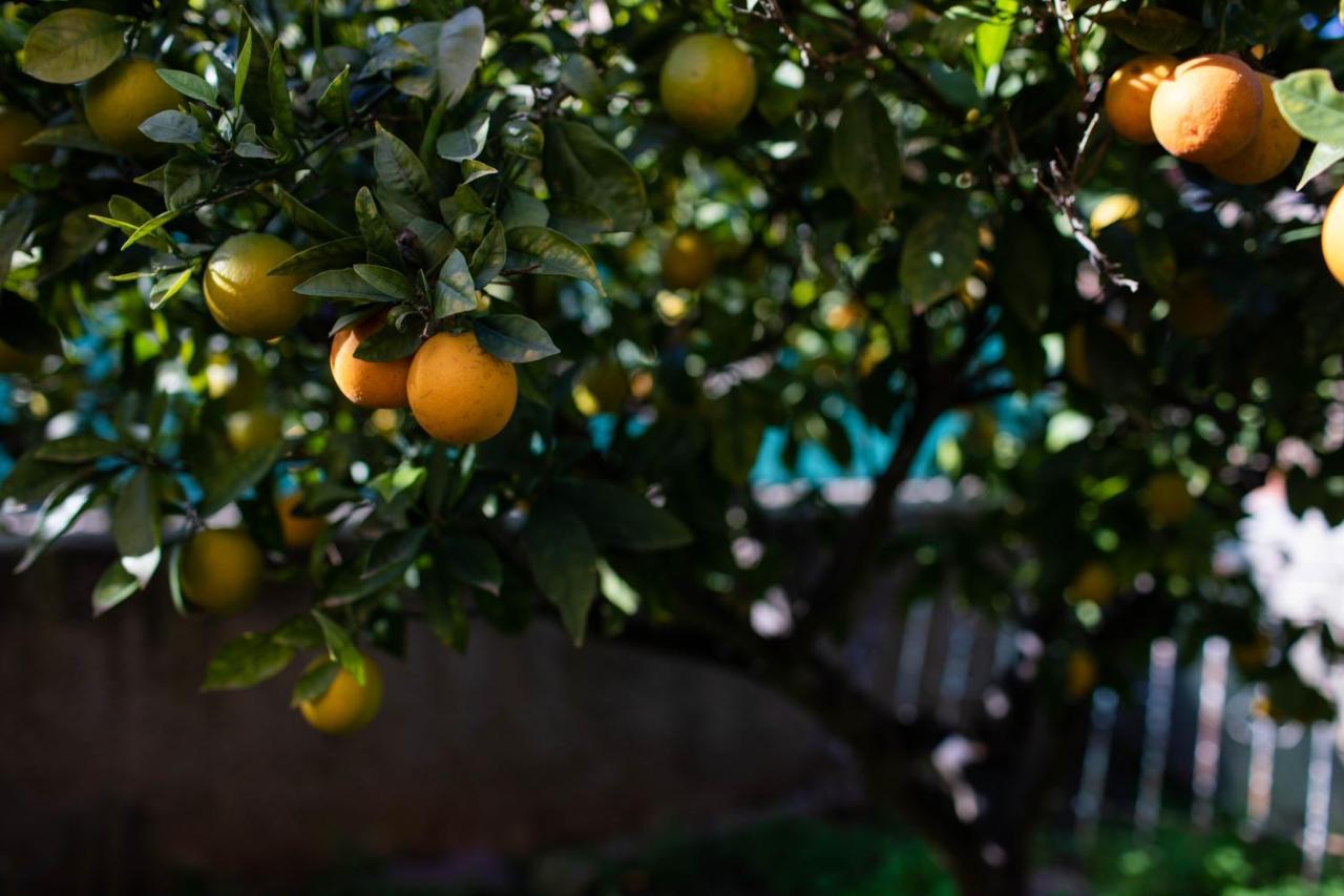 Villa Florit Flats - The Orange Lemon Tree House L'Eliana Exterior foto